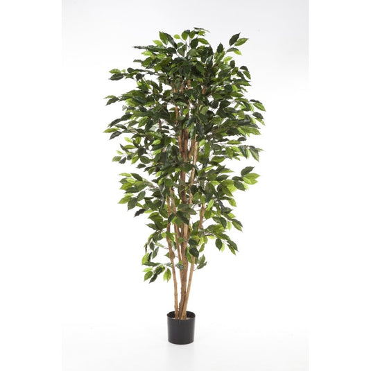 FICUS NITIDA