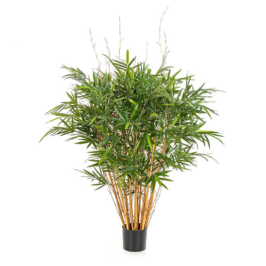 4' Royal Bamboo Jamaica