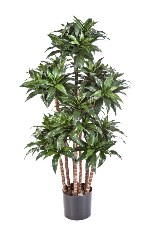 4' DRACAENA FRAGANS COMPACTA